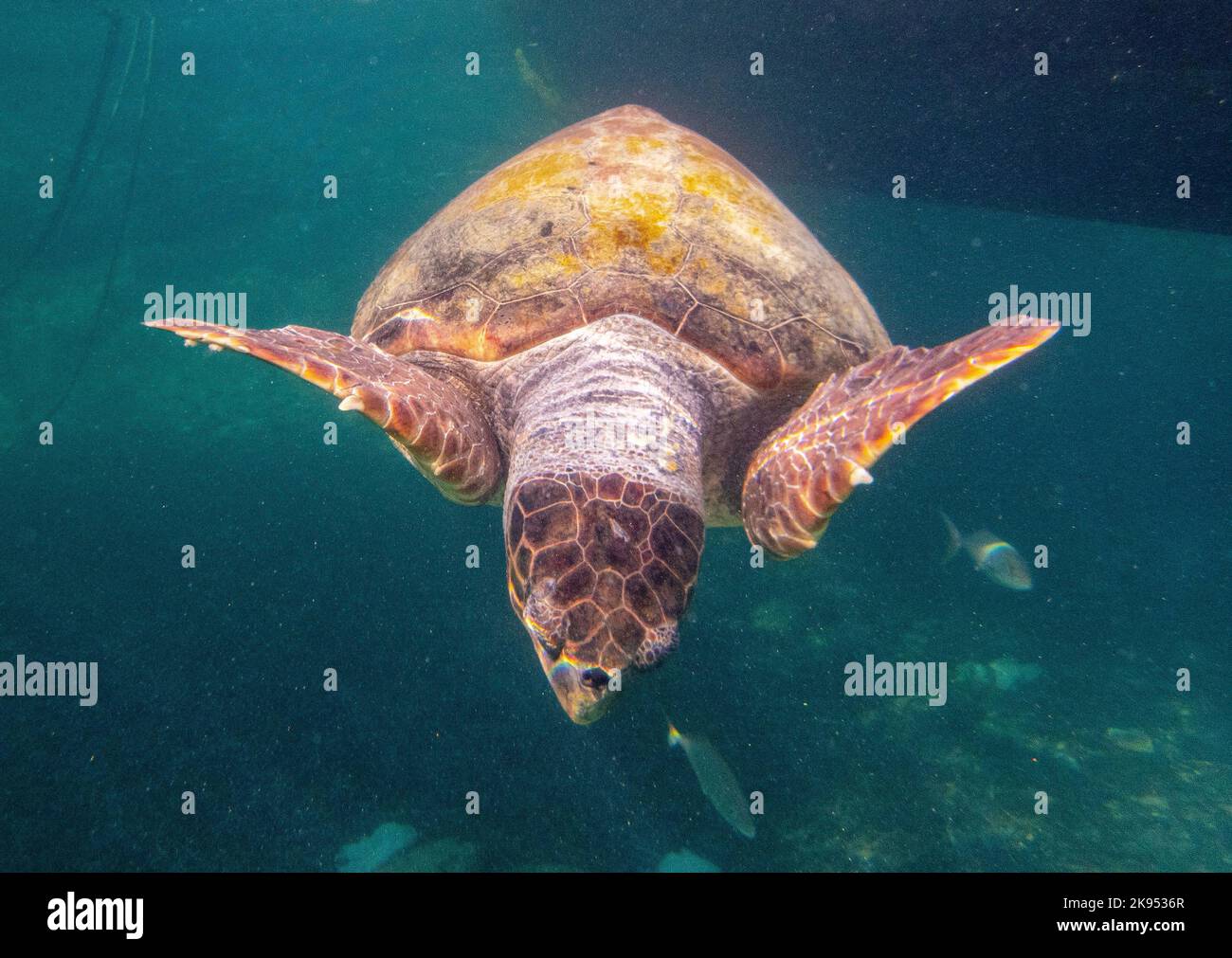 Imagen submarina de una tortuga marina de cabeza de tronco, ( Caretta caretta) Mar Mediterráneo Oriental, Paphos, Chipre Foto de stock