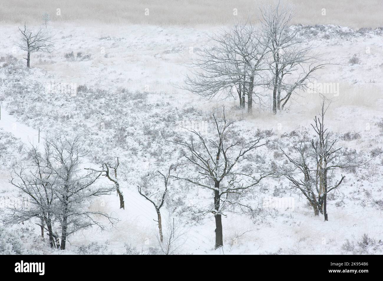 Paisaje de Hazenduinen en invierno, Bélgica, Amberes, Kalmthout, Kalmthoutse heide Foto de stock