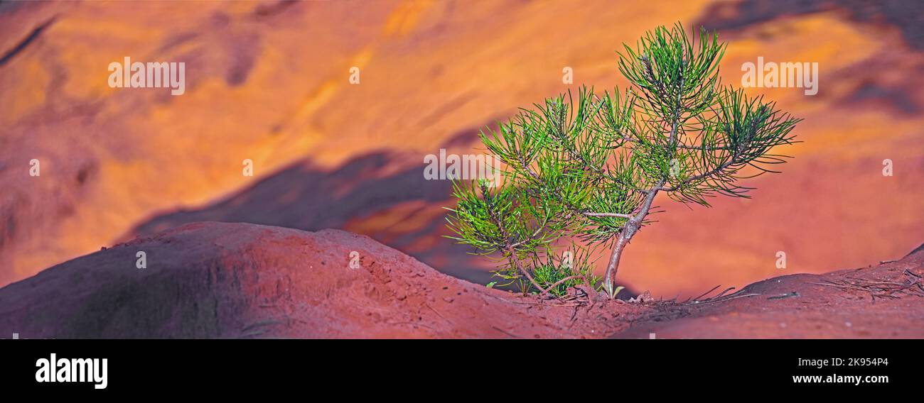 Hoyo ocre en el parque natural de Ventoux, Francia, Provenza, Vaucluse, Mormoiron Foto de stock