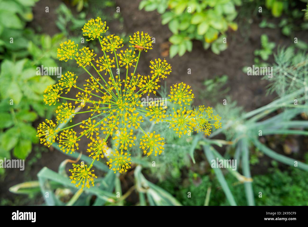 Flores amarillas de eneldo o Anethum graveolens. Jardinería al aire libre. La agricultura en el terreno personal. Cultivo de verduras orgánicas y hierbas en invernaderos Foto de stock