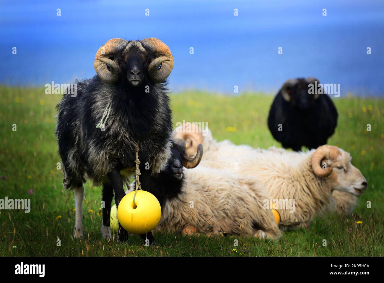 Oveja negra oveja blanca fotografías e imágenes de alta resolución - Página  9 - Alamy