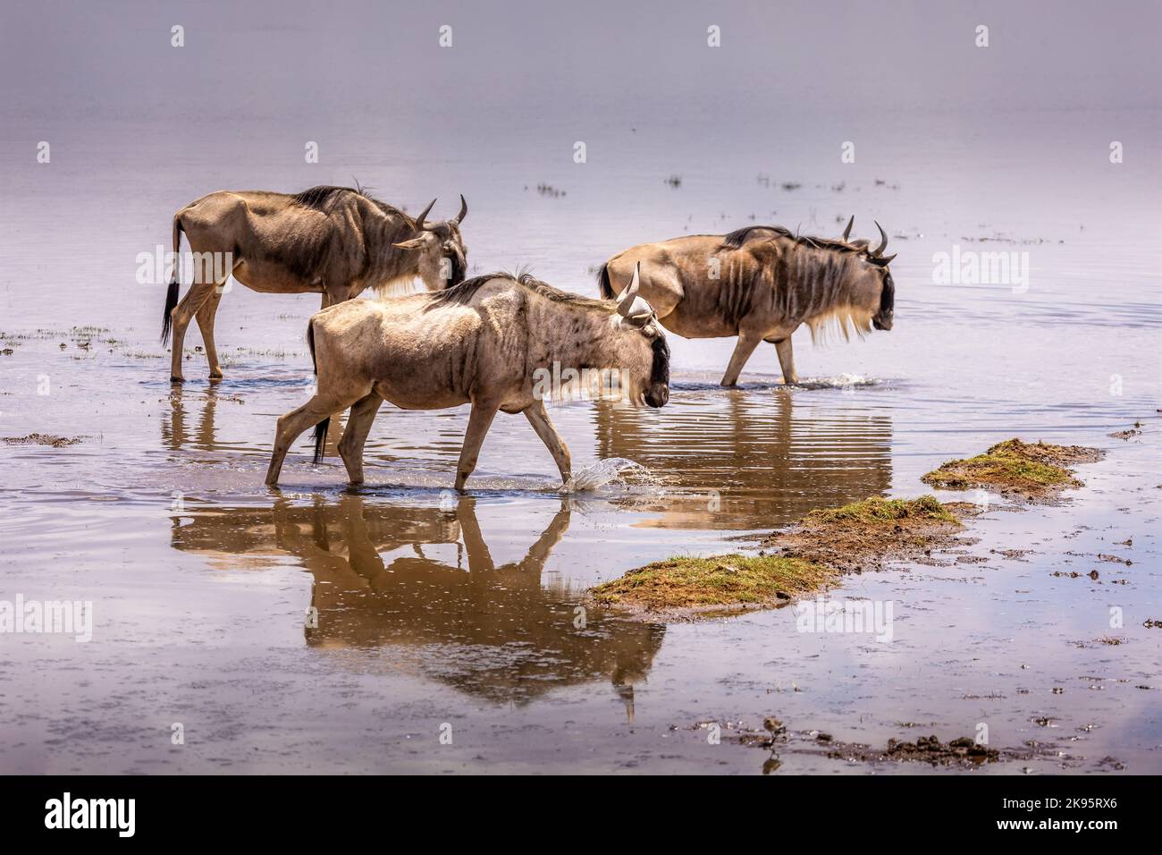 Un grupo de gnus vadeando a través de agua estancada en el Parque Nacional Amboseli, Kenia Foto de stock
