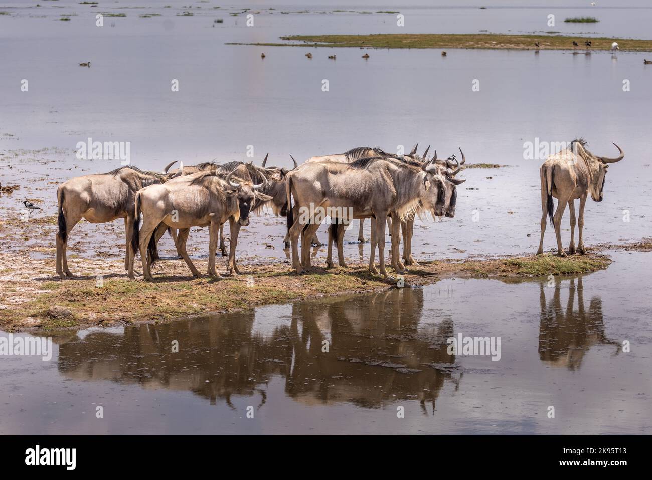 Un grupo de gnus vadeando a través de agua estancada en el Parque Nacional Amboseli, Kenia Foto de stock