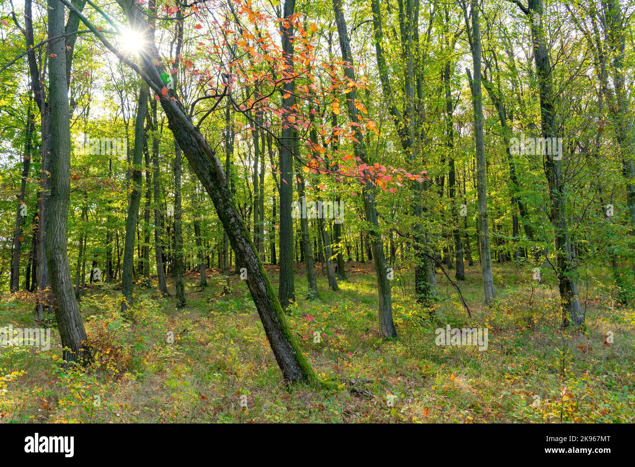 fondo amarillo dorado del árbol de otoño en las montañas de pilis en la ruta de senderismo húngara . Foto de stock