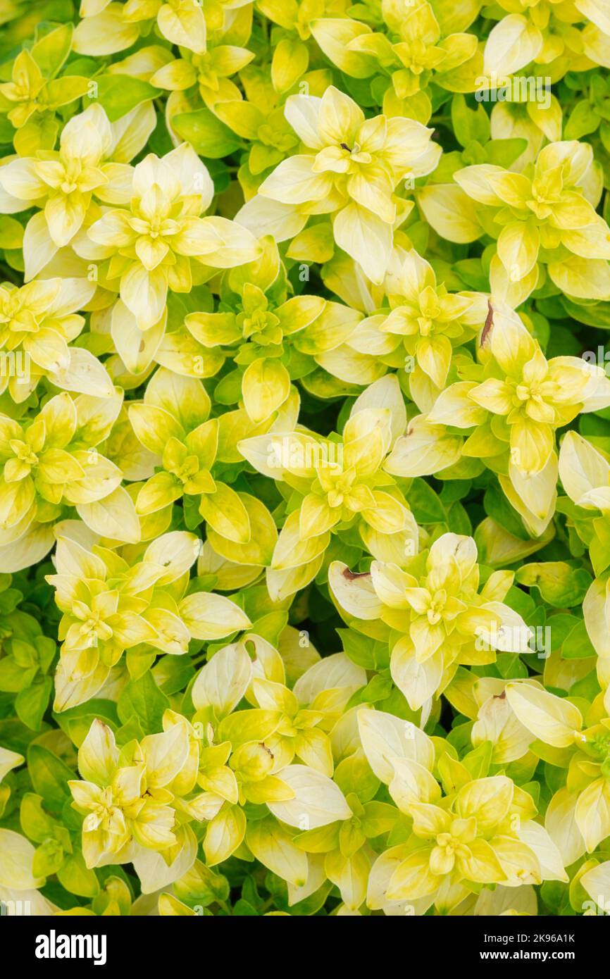 Origanum vulgare 'Aureum', orégano dorado, marjory dorado, Origanum 'Dorado'. Hierba perenne con hojas brillantes de color amarillo dorado, Foto de stock