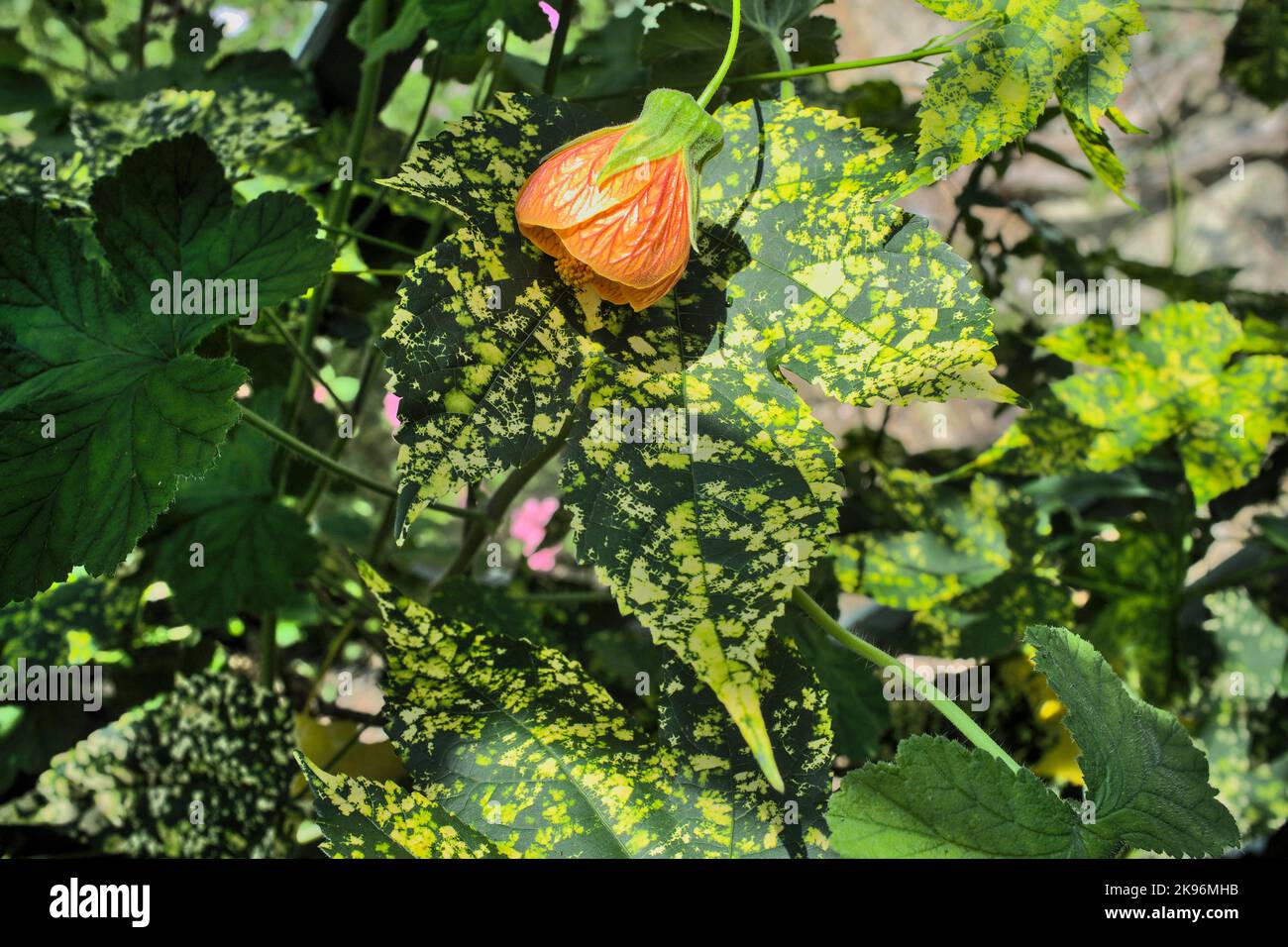 Autilon Indian Mallow follaje y flor de linterna Foto de stock