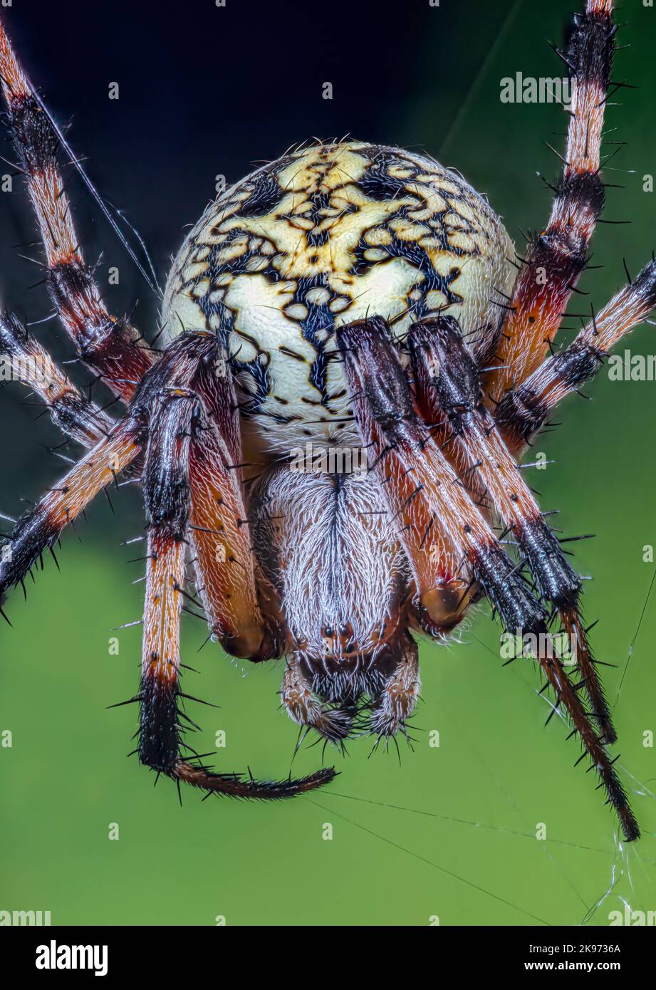 Orbweaver manchada occidental también una araña de Zig-Zag, Neoscona oaxacensis Foto de stock
