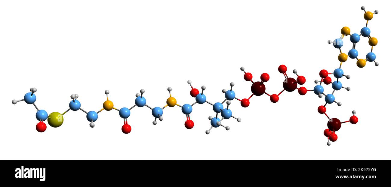 3D imagen de la fórmula esquelética propionil-CoA - estructura química molecular de la coenzima A derivada aislada sobre fondo blanco Foto de stock