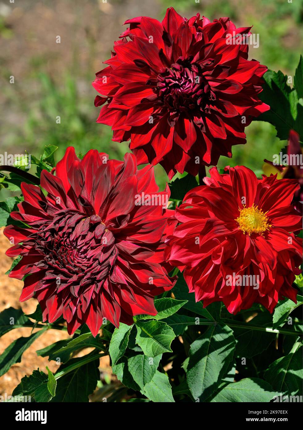 Tres flores Dahlia de color rojo oscuro, variedad Spartacus de cerca sobre el fondo borroso del jardín. Grandes cabezas decorativas de dahlias en jardín de otoño, macro. Magni Foto de stock