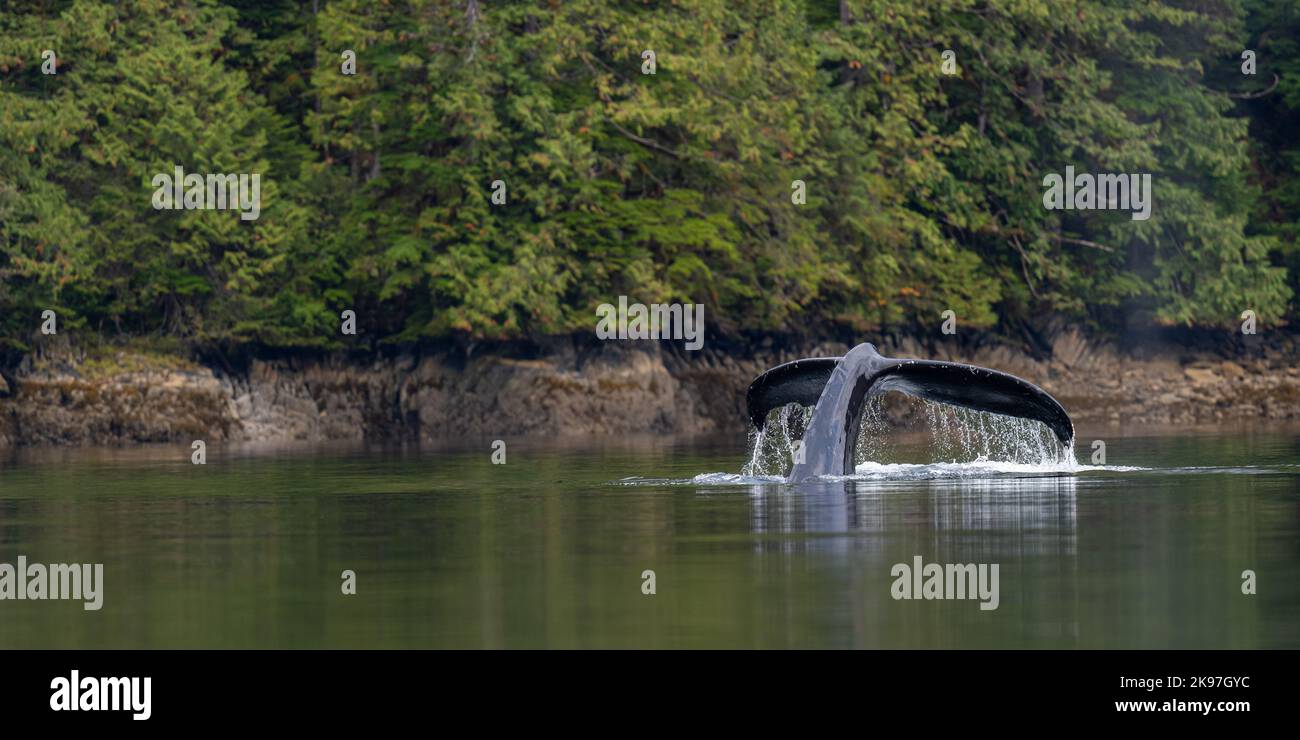 Una ballena jorobada (Megaptera novaeangliae) levanta su cola del agua mientras se prepara para bucear en la Columbia Británica, Canadá. Foto de stock