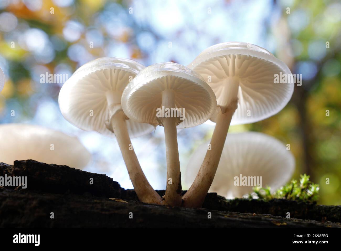 El hongo de porcelana, Oudemansiella mucidaa, muestra las maravillosas propiedades translúcidas que le dan a este hongo salvaje su nombre inglés común Foto de stock