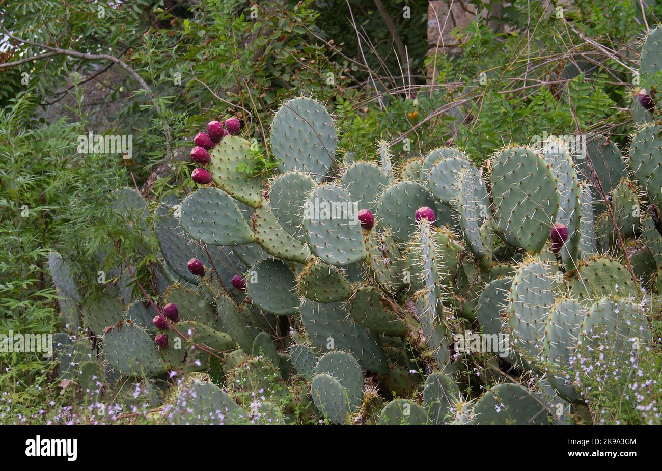 Cactus de pera espinosa con nopales y frutos rojos Foto de stock