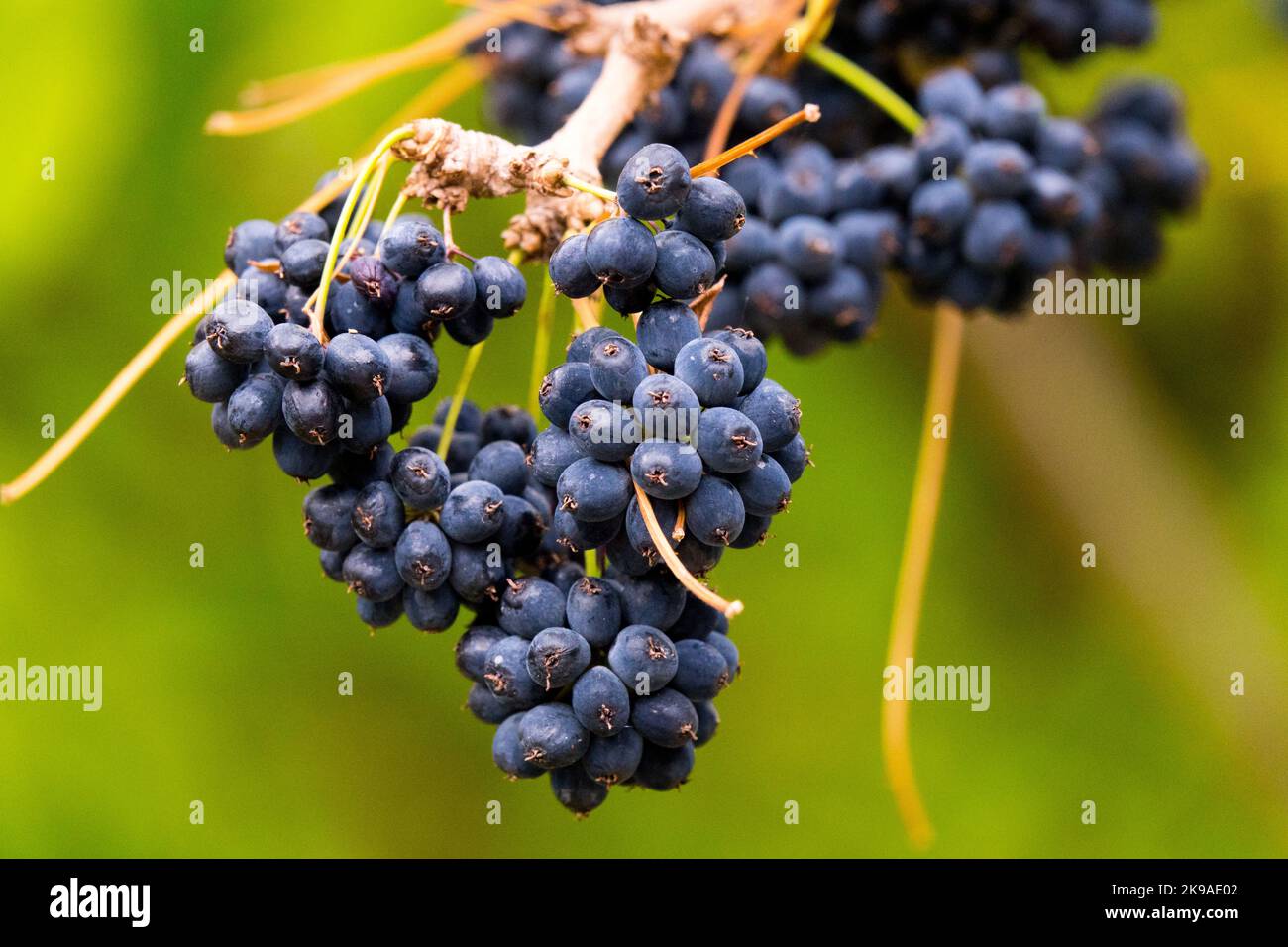 Otoño, Berries on Branch, Eleutherococcus, Frutos, Deciduo, Planta Arbustiva, Semillas Foto de stock