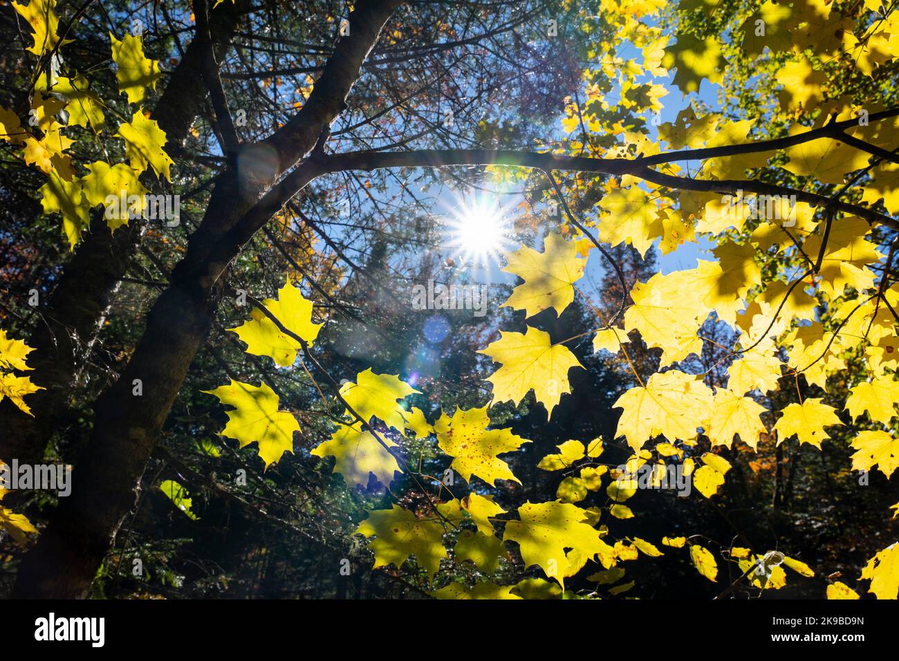 Colorido follaje otoñal con rayos de sol que brillan a través de las hojas Foto de stock