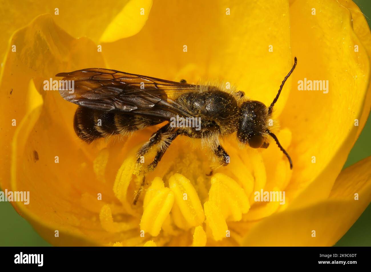 Primer plano en una abeja macho grande de sciccor, Chelostoma florisomne en él es anfitrión-planta una flor amarilla del buttercup Foto de stock