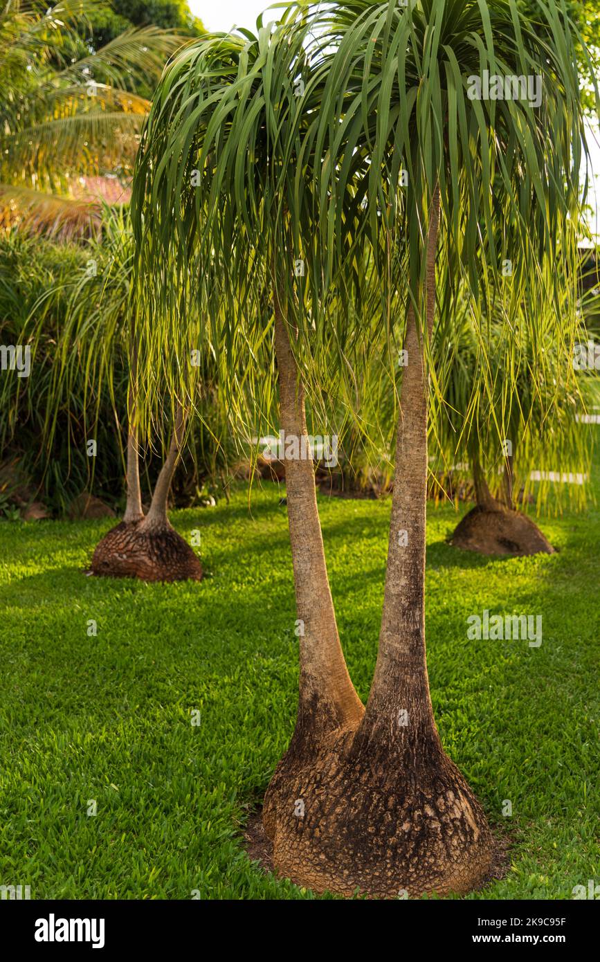 Plantas decorativas de jardín fotografías e imágenes de alta resolución -  Alamy