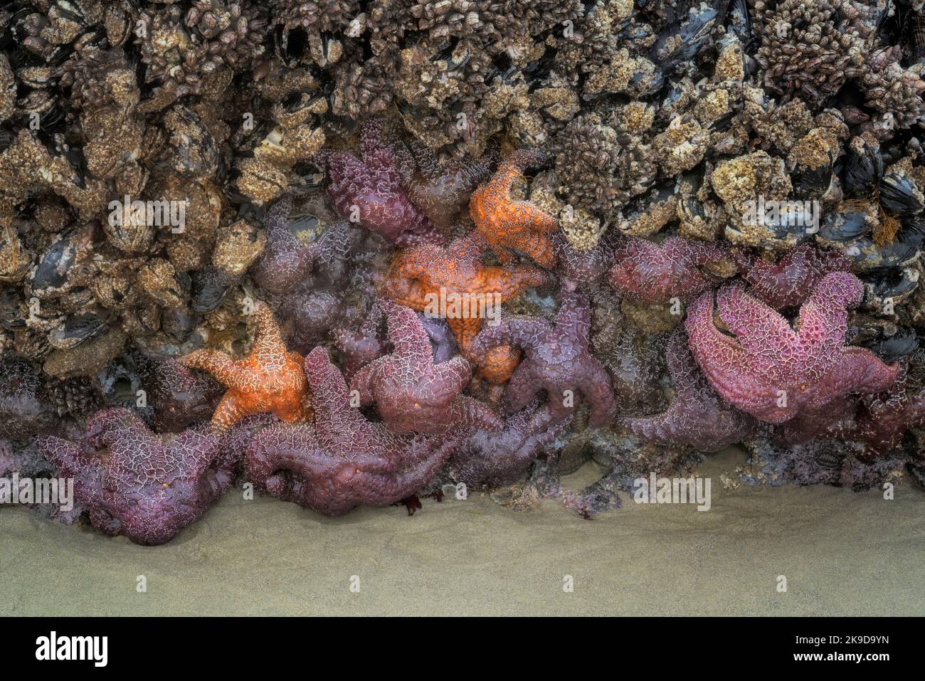 Barnacles de ganso y coloridas estrellas de mar vistas en abundancia durante un verano menos la marea baja a lo largo de la costa central de Oregon en Yachats. Foto de stock