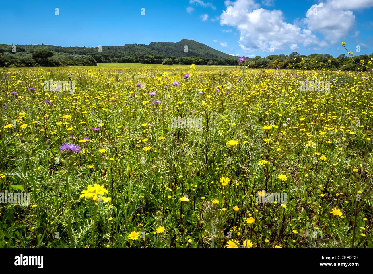 Parque Natural de Arrábida, Portugal, flores silvestres amarillas en un día de primavera en abril Foto de stock