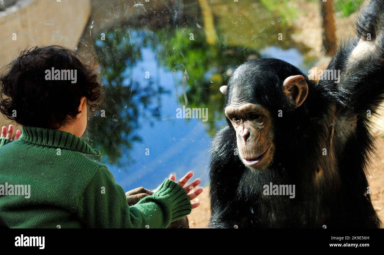 Un niño y un chimpancé mirando e interactuando entre sí. Foto de stock