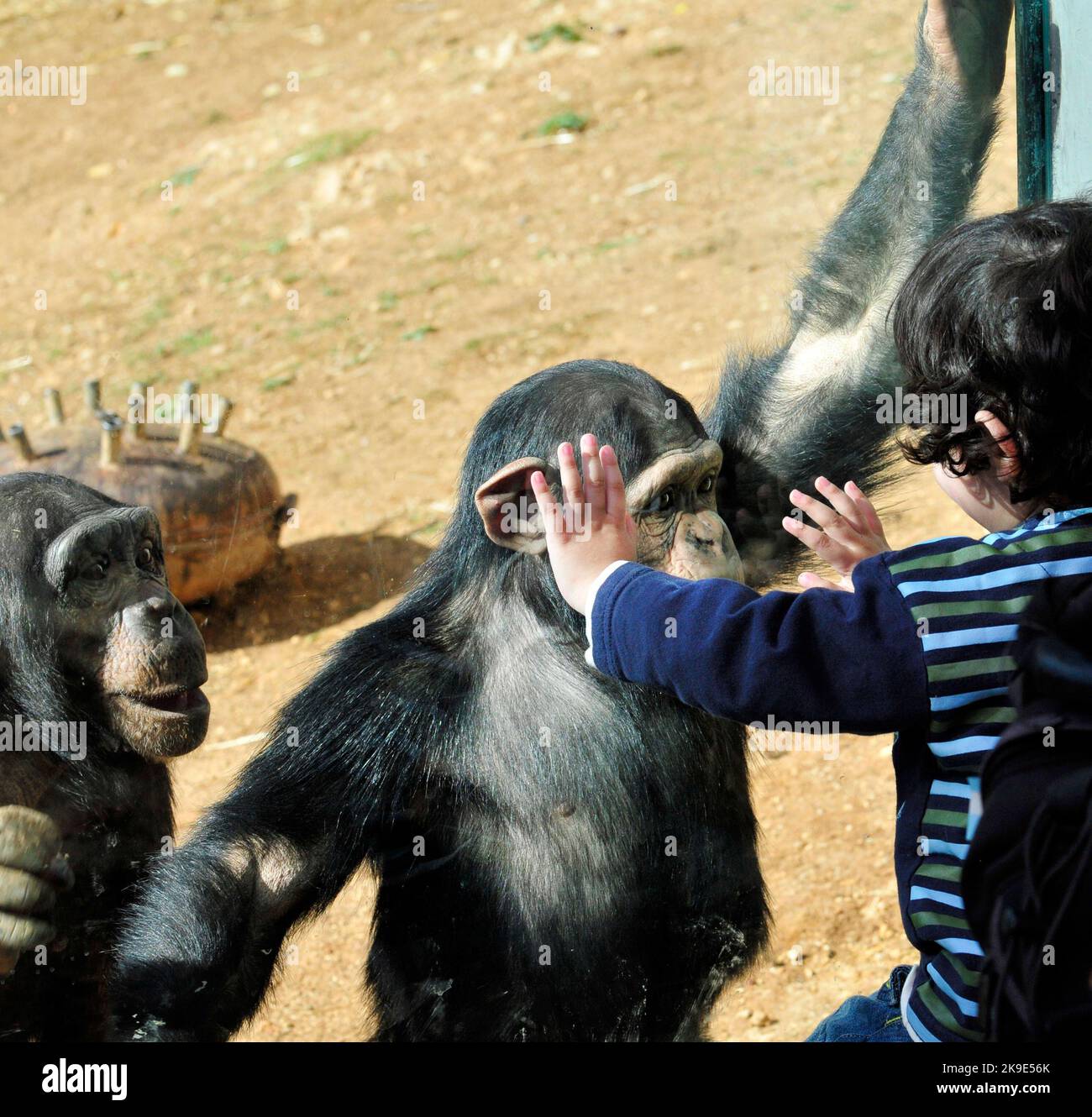 Un niño y un chimpancé mirando e interactuando entre sí. Foto de stock