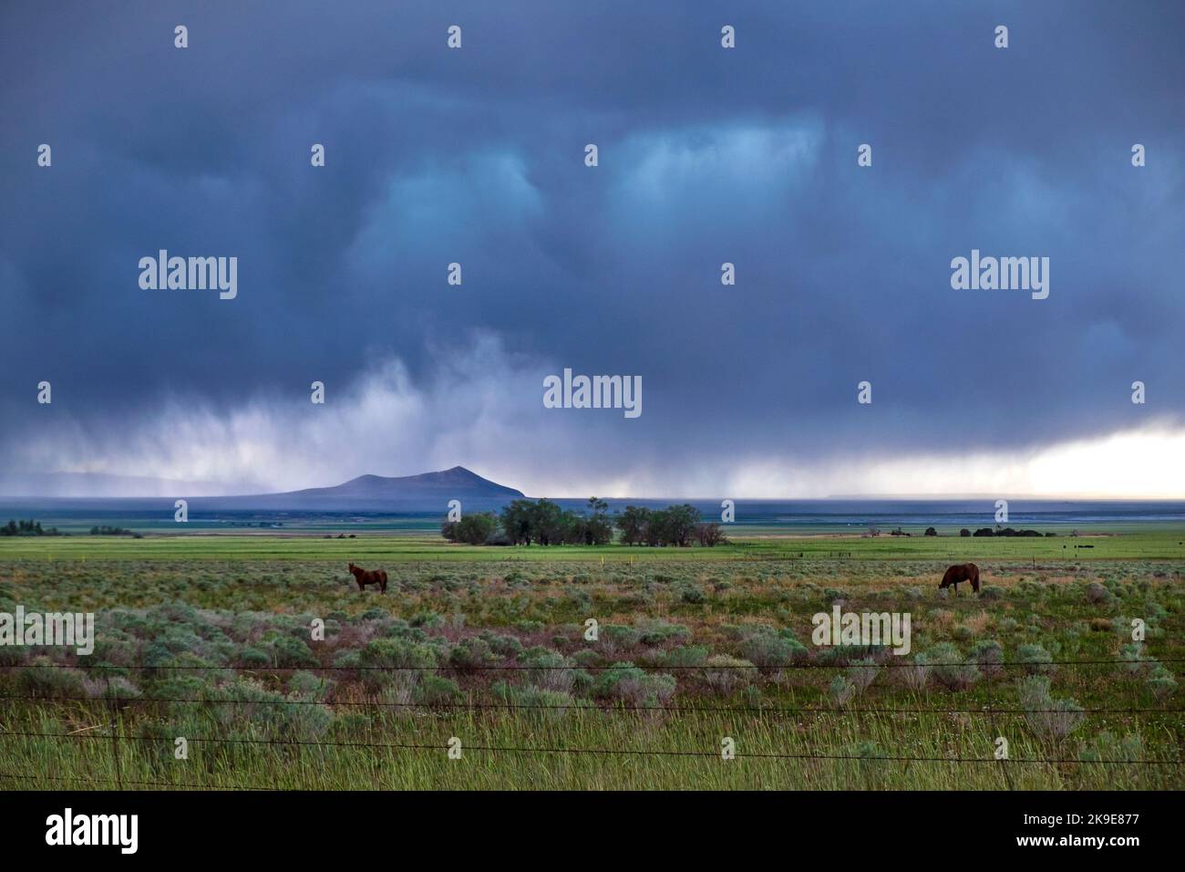 Caballos en la cordillera, pasando por una tormenta de lluvia, Utah, cerca de la Gran Cuenca, paisaje de manantiales verdes, oeste de los Estados Unidos Foto de stock