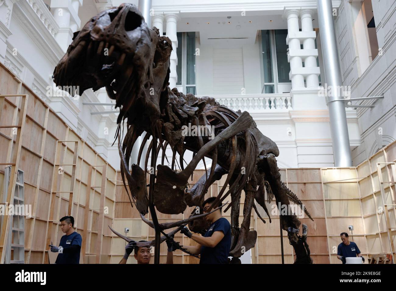 Shen el T. rex, un esqueleto de dinosaurio de Tyrannosaurus Rex de 1,4 toneladas que se ofrece para subasta por Christie's, se ensambla para la exhibición en el Victoria Theatre & Concert Hall en Singapur el 27 de octubre de 2022. REUTERS/Edgar Su Foto de stock