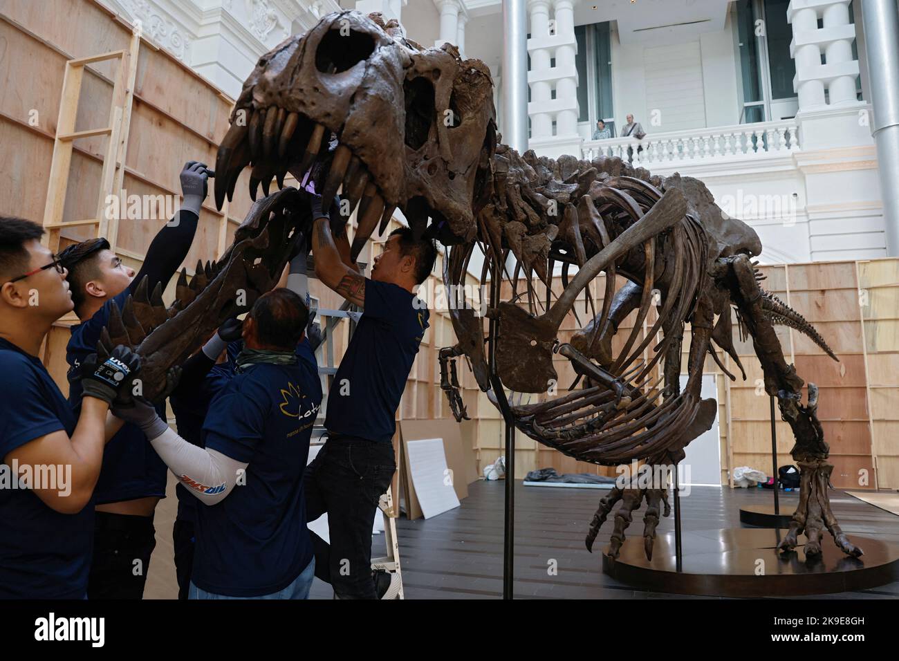 Shen el T. rex, un esqueleto de dinosaurio de Tyrannosaurus Rex de 1,4 toneladas que se ofrece para subasta por Christie's, se ensambla para la exhibición en el Victoria Theatre & Concert Hall en Singapur el 27 de octubre de 2022. REUTERS/Edgar Su Foto de stock