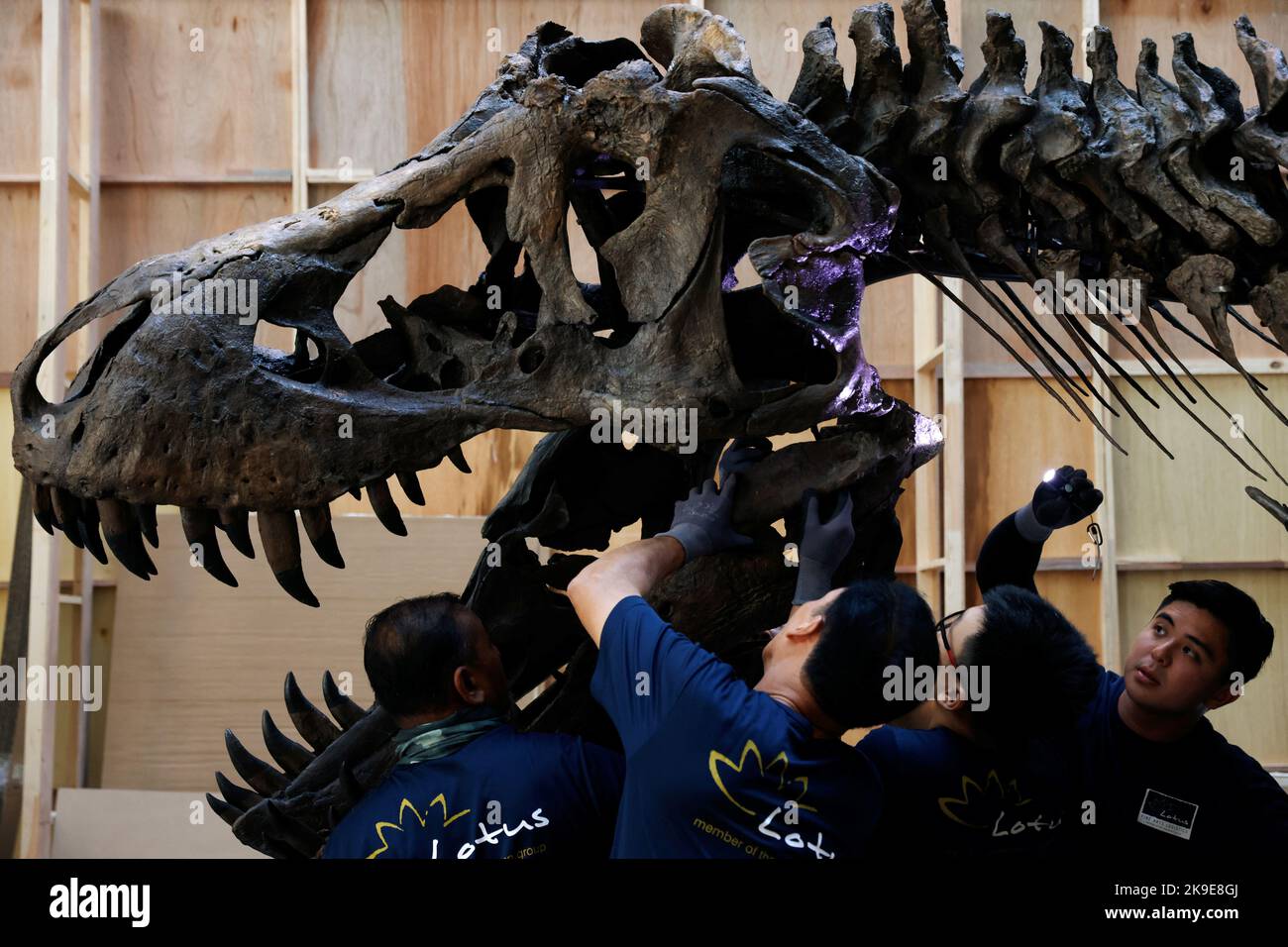 Shen el T. rex, un esqueleto de dinosaurio de Tyrannosaurus Rex de 1,4 toneladas que se ofrece para subasta por Christie's, se ensambla para la exhibición en el Victoria Theatre & Concert Hall en Singapur el 27 de octubre de 2022. REUTERS/Edgar Su TPX IMÁGENES DEL DÍA Foto de stock