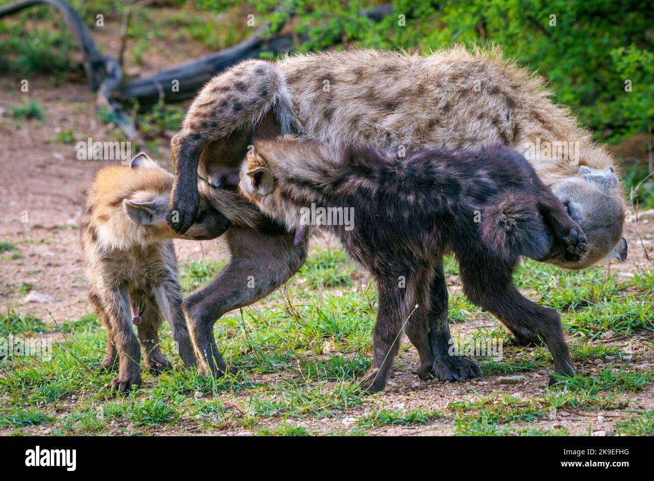 Hiena manchada o hiena riendo (Crocuta crocuta) cachorro y adulto saludándose unos a otros inhalando sus genitales. Parque Nacional Kruger. Mpumalang Foto de stock