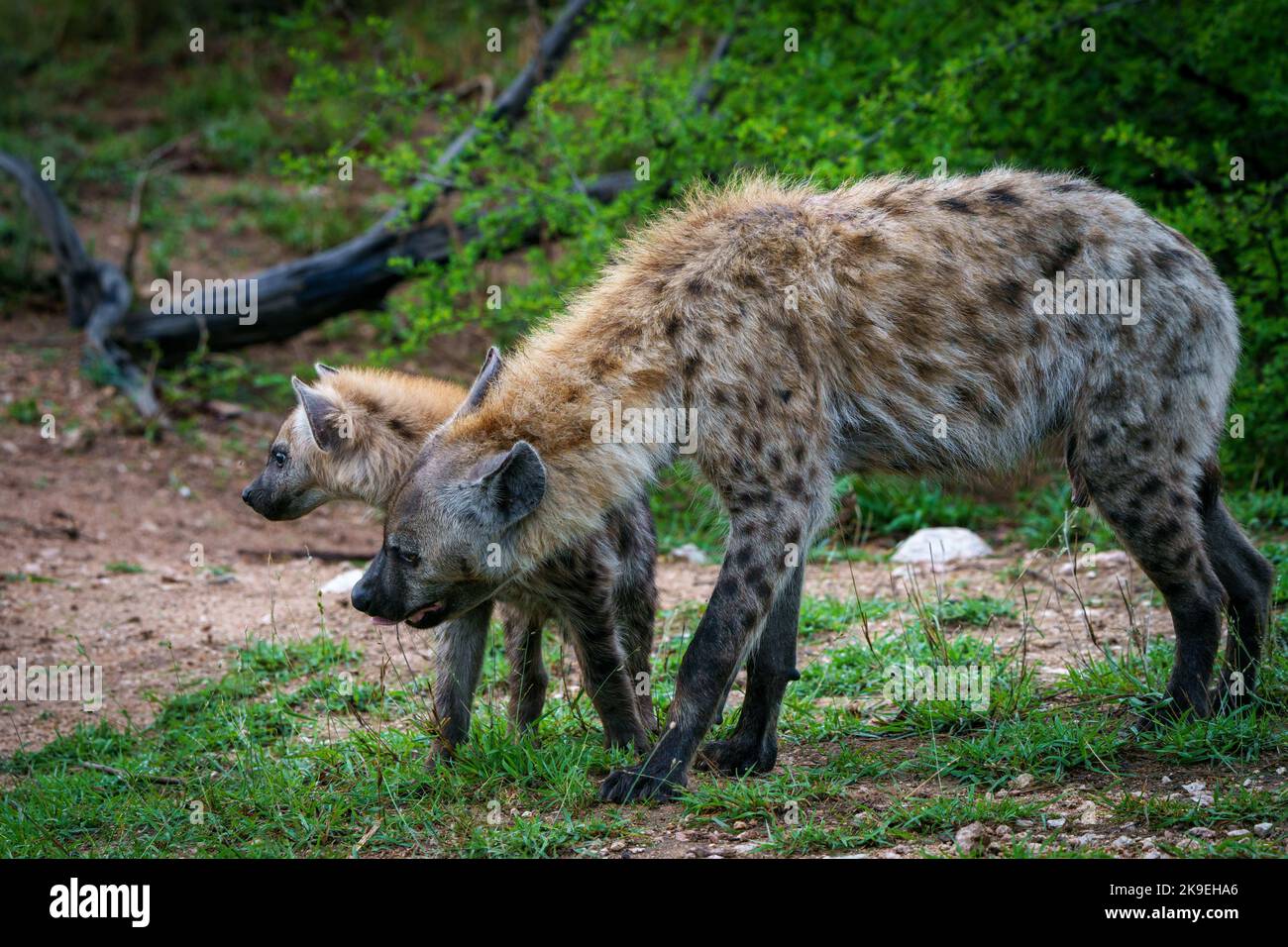 Hiena manchada o hiena riendo (Crocuta crocuta) adulto y cachorro. Parque Nacional Kruger. Mpumalanga. Sudáfrica. Foto de stock