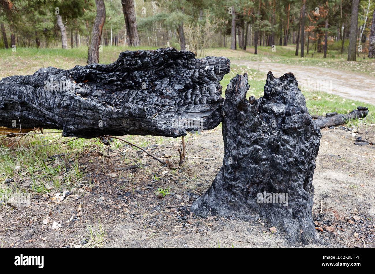 Un árbol quemado de un rayo. Tronco de árbol en el bosque después de