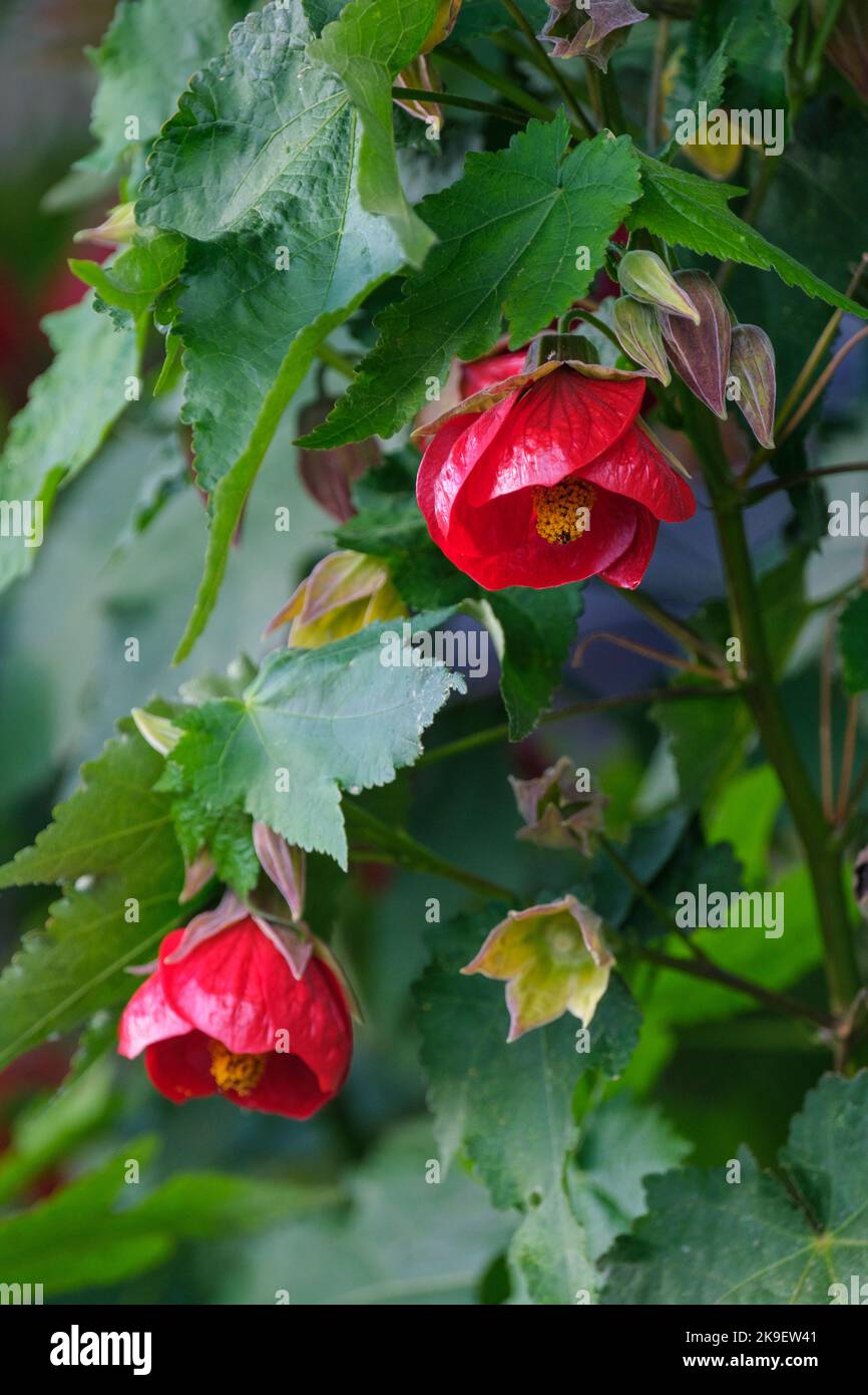 ABUTILON 'Ashford Red', Ashford Red Indian Mallow, linterna china, arce floreciente, arce parlour. Flores rojas Foto de stock