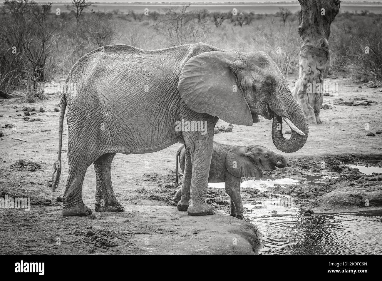 Una madre elefante con su bebé bebiendo agua en el Parque Nacional de Tsavo, Kenia Foto de stock