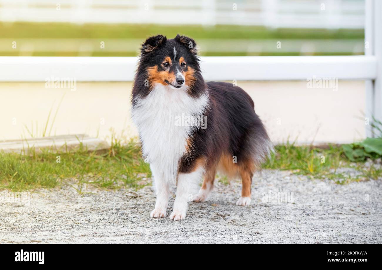 Tricolor shetland sheepdog fotografías e imágenes de alta resolución - Alamy