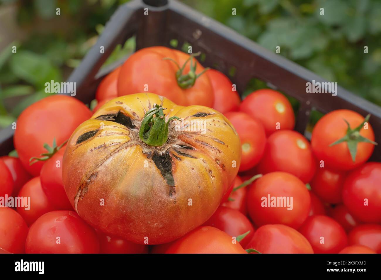 Agrietamiento de tomates. Daños y enfermedades de los frutos de tomate causados por el cuidado inadecuado de las plantas. El cultivo de tomate dañado se recoge en una caja Foto de stock