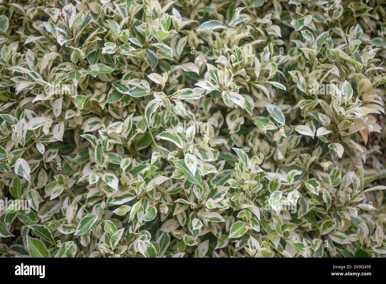 Antecedentes de higo llorón variegado o ficus benjamina. Hojas verdes y