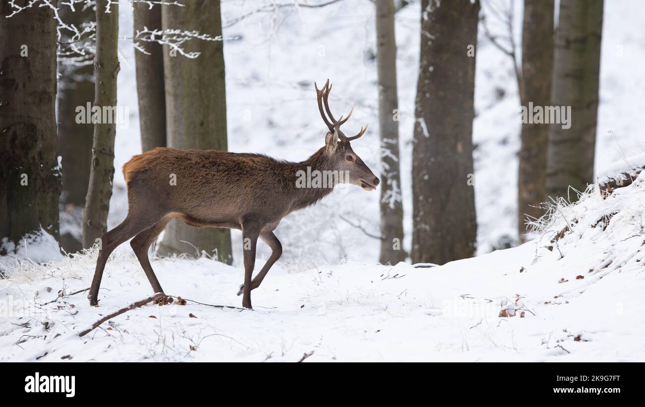 Ciervo rojo caminando en el bosque blanco en invierno desde un lado Foto de stock