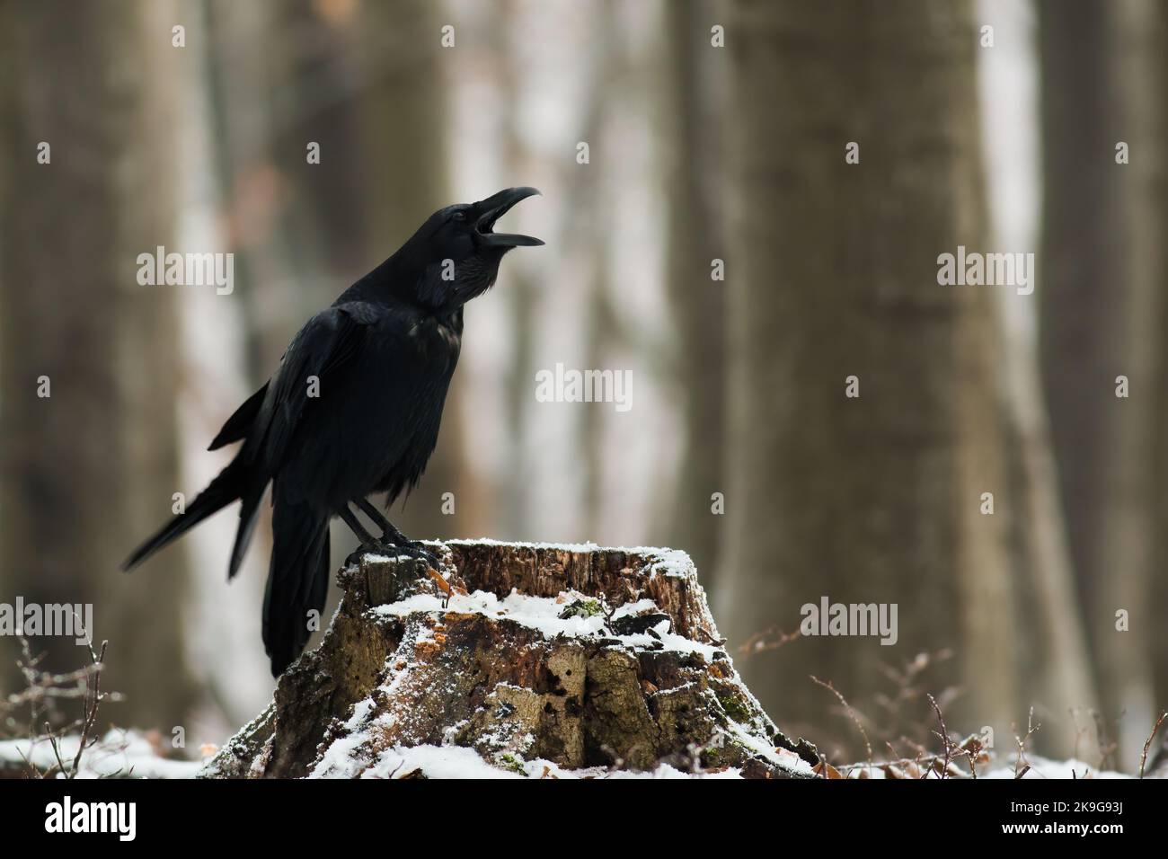 Cuervo común craging onstump en la naturaleza del invierno Foto de stock