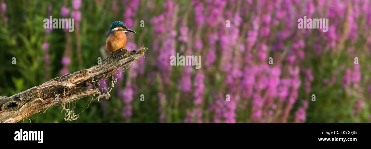 kingfisher común descansando sobre madera con flores en el fondo Foto de stock