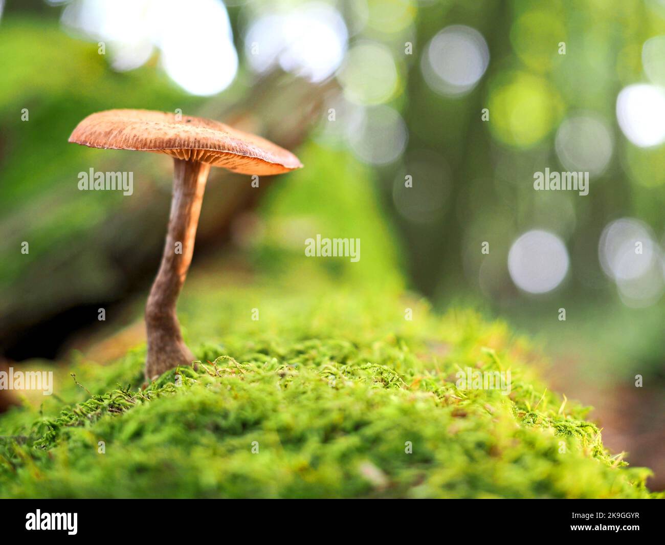 Cortinarius webcam seta, Everdon Stubbs, Northamptonshire, Reino Unido Foto de stock