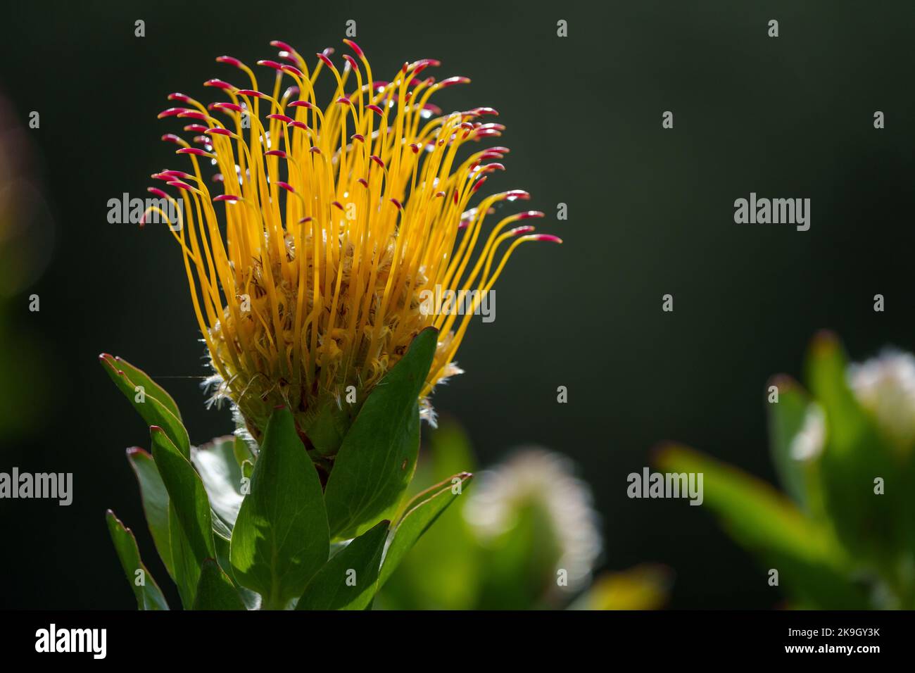 Flor de la fuente de hoja gris (Leucospermum grandiflorum). Ciudad del Cabo, Cabo Occidental. Sudáfrica Foto de stock