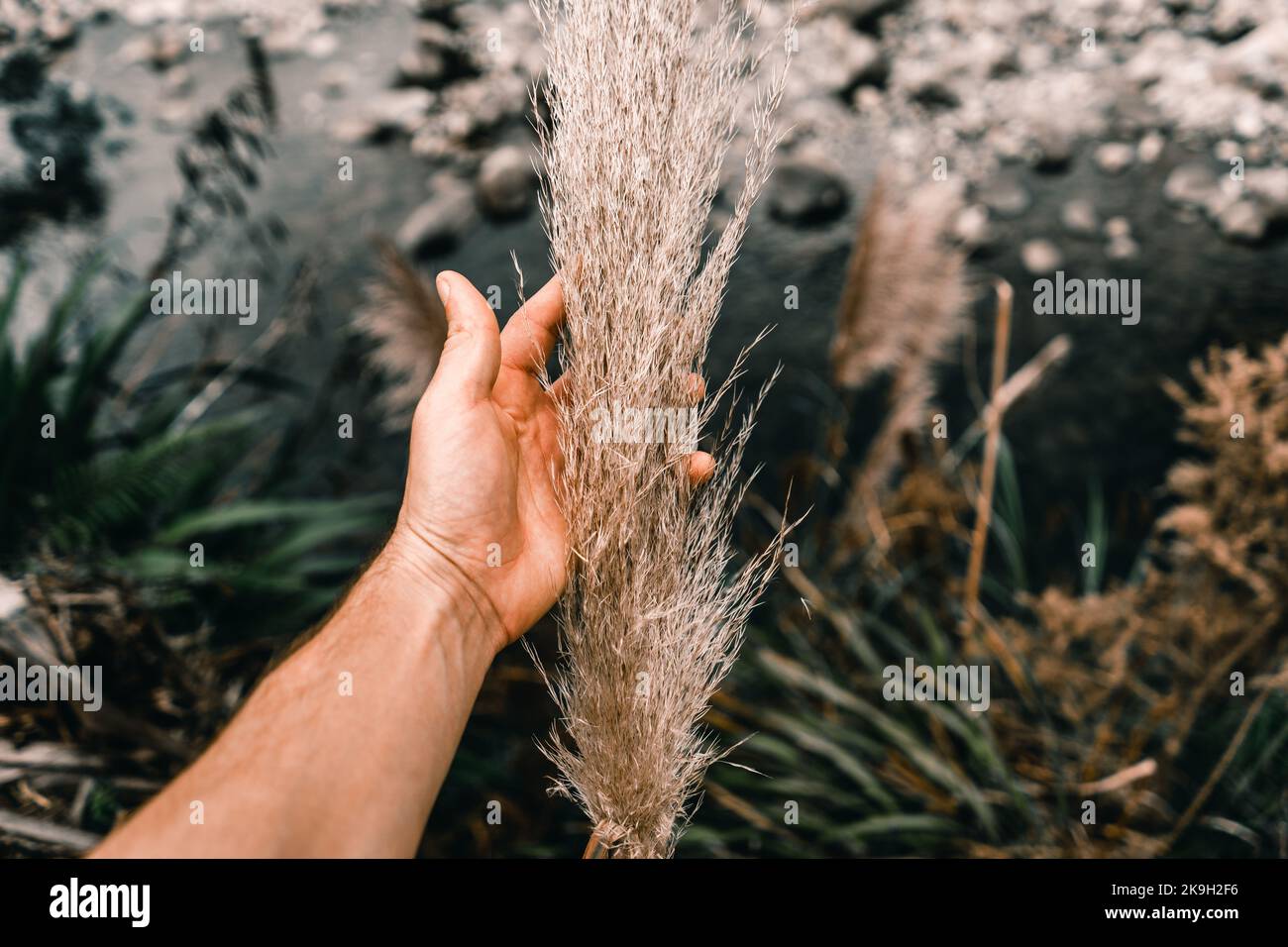 mano izquierda del hombre caucásico acariciando las hojas suaves de una planta delicada en el tranvía de waitheta, nueva zelanda Foto de stock