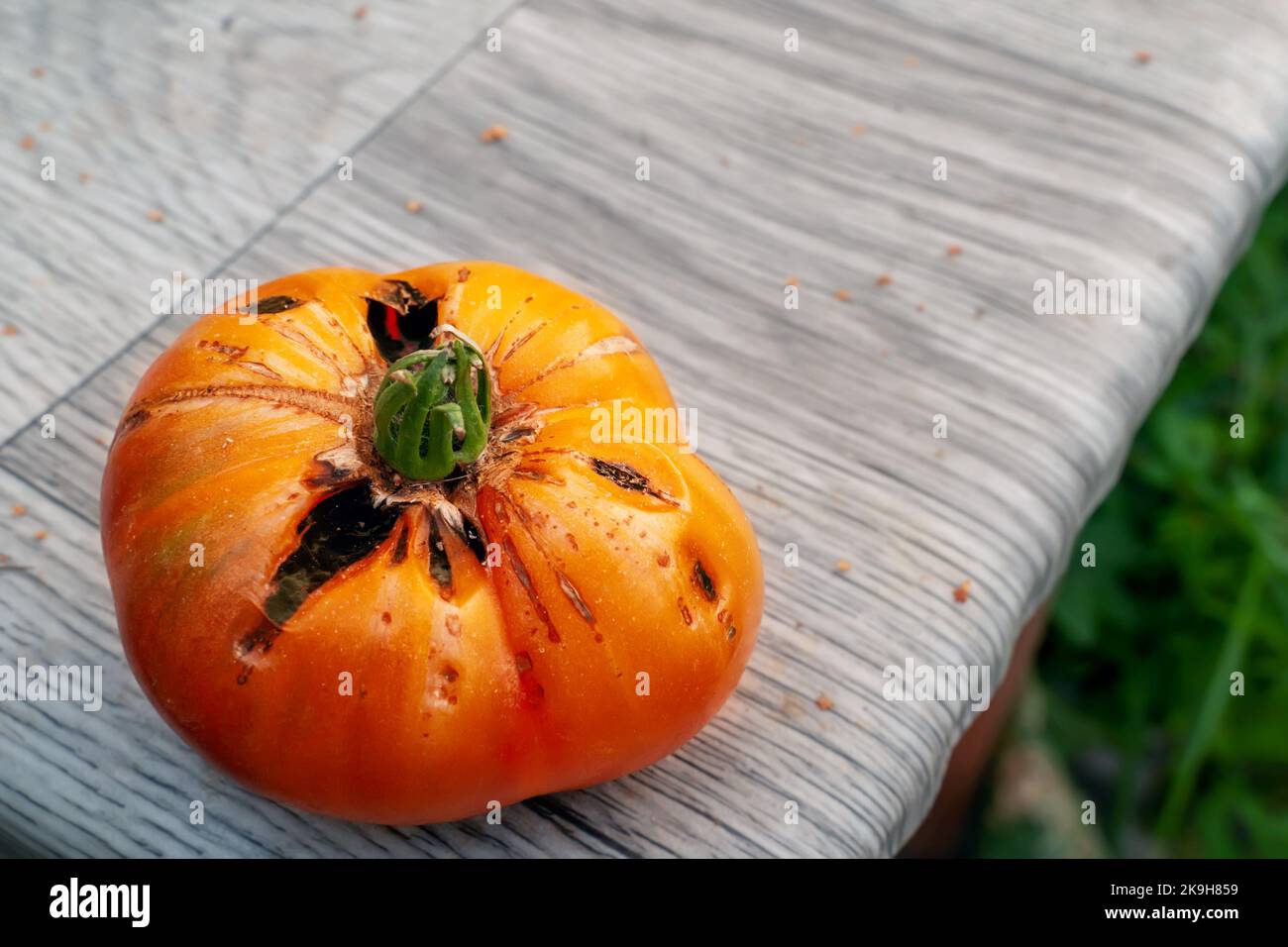 Agrietamiento de tomates. Daños y enfermedades de los frutos de tomate causados por el cuidado inadecuado de las plantas. Espacio de copia. Foto de stock