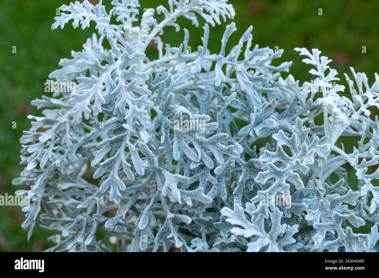 Invierno Silberblatt mit geweihartigen silbernen Blättern Foto de stock