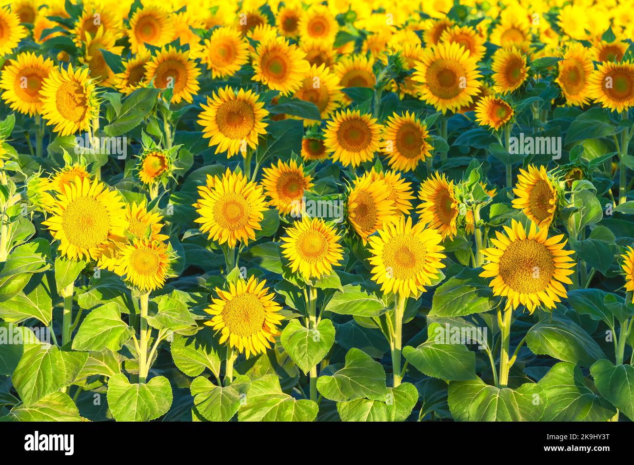 Campo de girasoles florecientes a primera hora de la mañana en California Central Valley, EE.UU., a principios del verano. Foto de stock