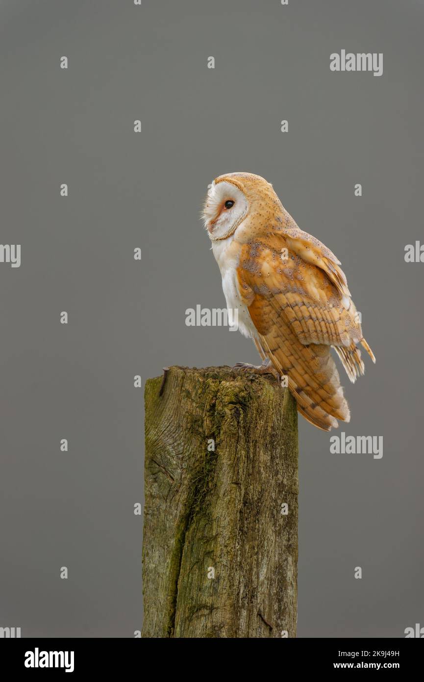 Granero Owl Tyto alba encaramado en un antiguo poste de madera en North Norfolk, Reino Unido Foto de stock