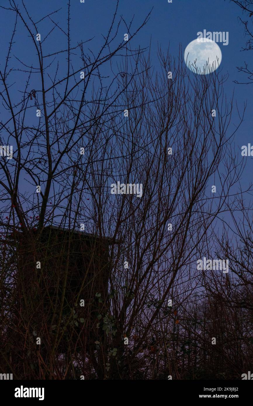 Vollmond Himmel mit Bäumen und einer Hütte im Winter Foto de stock