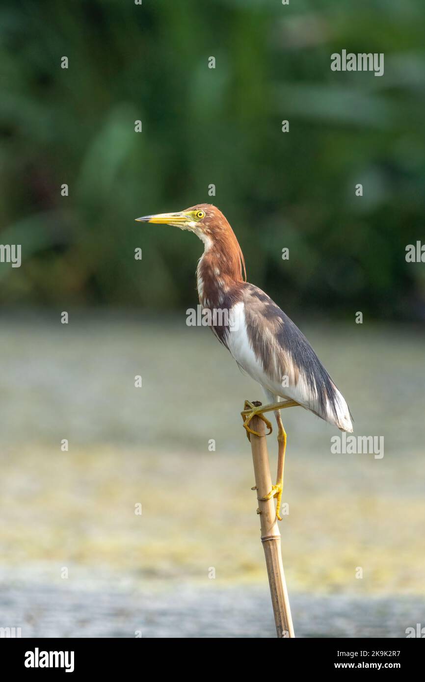 Primer plano de una garza de estanque en pie durante la primavera en un día soleado Foto de stock