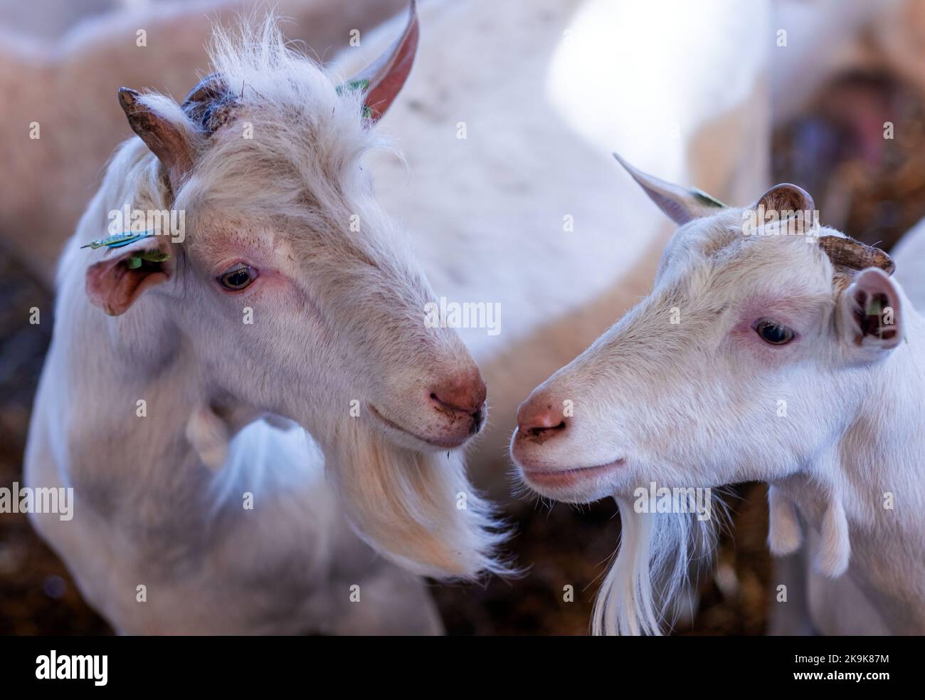 Puestos de cabras fotografías e imágenes de alta resolución - Página 2 -  Alamy