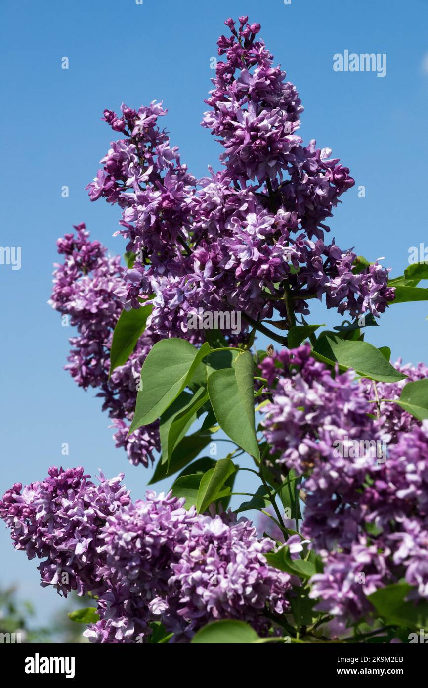Arbusto floreciente, lila francesa, primavera, Syringa vulgaris Lesostepnaja Vivid, fragante, lila oscura, lilas Foto de stock